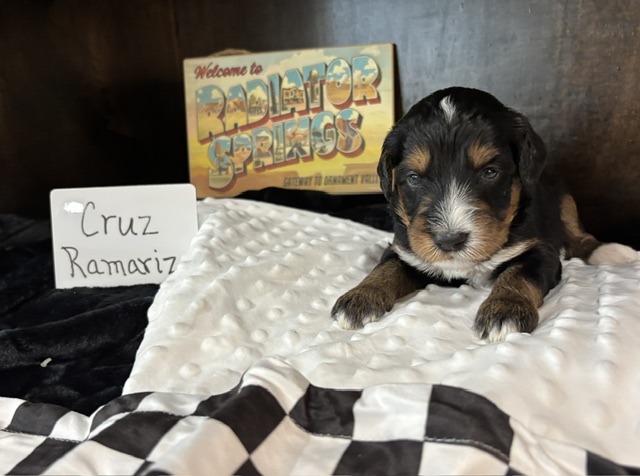 Cruz Ramirez, female Australian Bernedoodle puppy