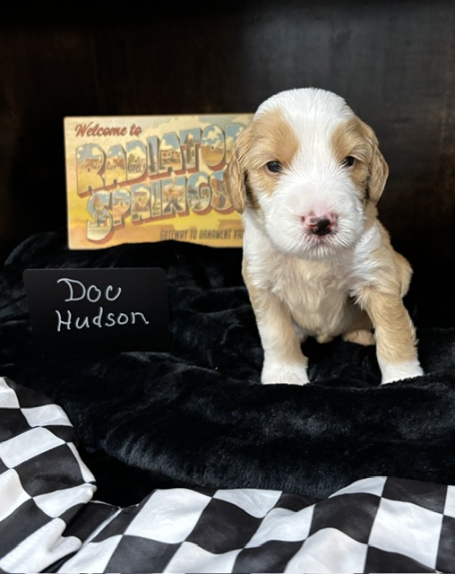 Doc Hudson, male Australian Bernedoodle puppy