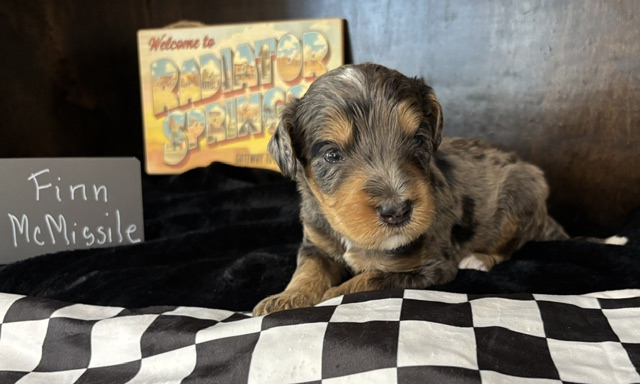 Finn McMissile, male Australian Bernedoodle puppy