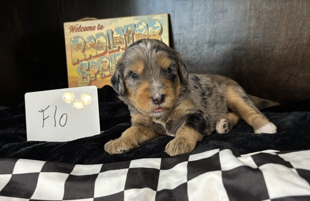 Flo, female Australian Bernedoodle puppy