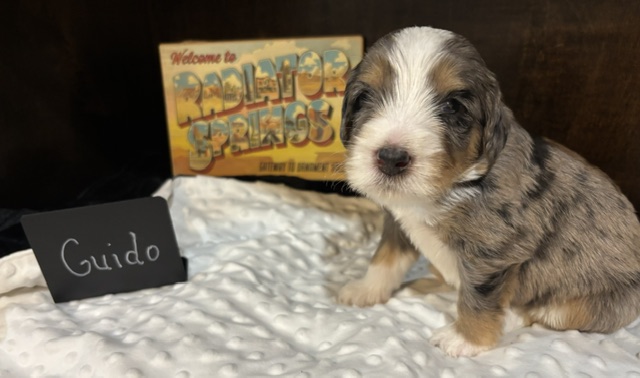 Guido, male Australian Bernedoodle puppy