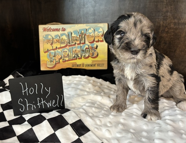 Holly Shiftwell, female Australian Bernedoodle puppy