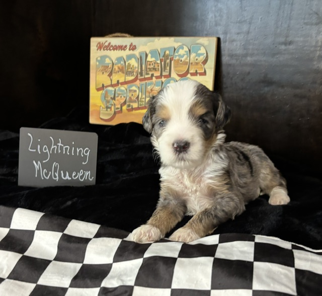 Lightning McQueen, male Australian Bernedoodle puppy