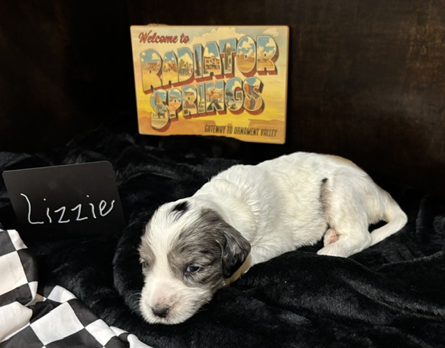 Lizzie, female Australian Bernedoodle puppy