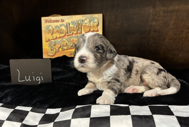 Luigi, male Australian Bernedoodle puppy