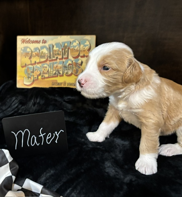 Mater, male Australian Bernedoodle puppy