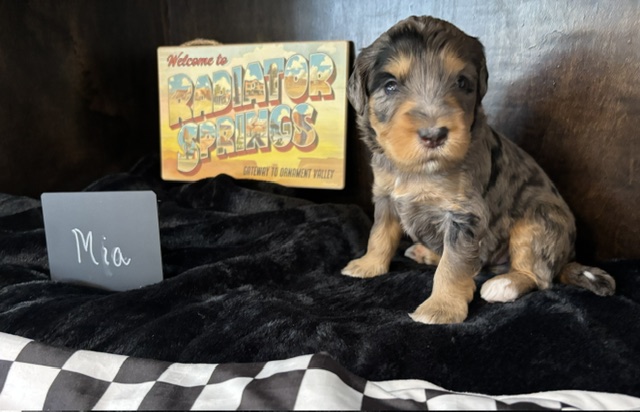 Mia, female Australian Bernedoodle puppy