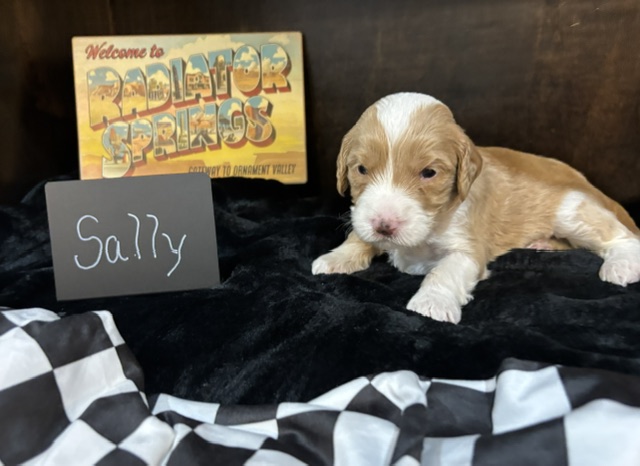 Sally, female Australian Bernedoodle puppy