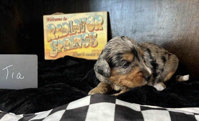 Tia, female Australian Bernedoodle puppy
