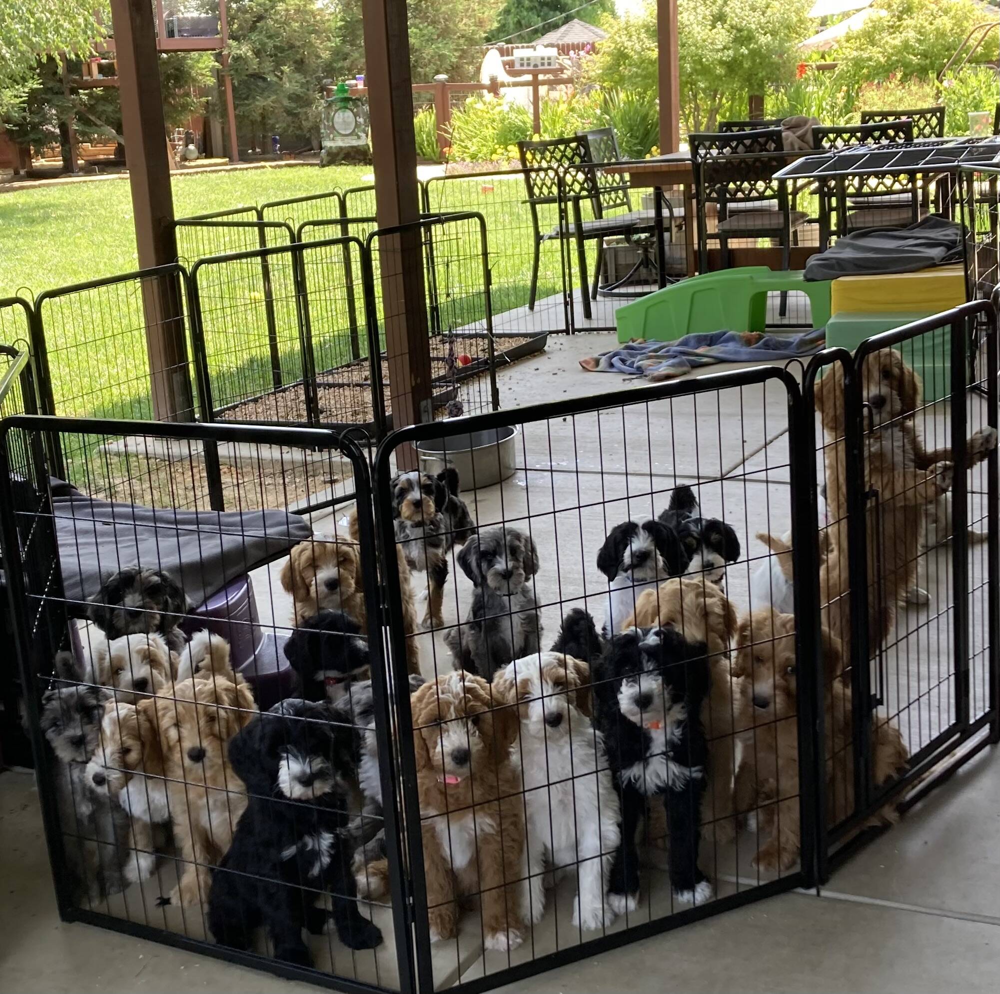 a litter photo (wide)