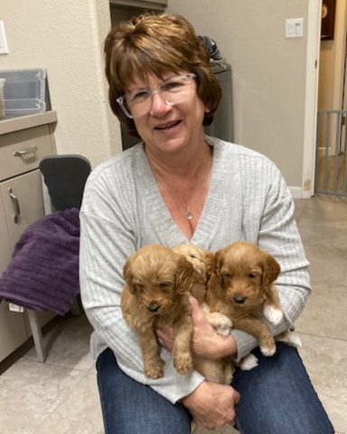 Ginger’s Doodles breeder holding two Australian Labradoodle puppies