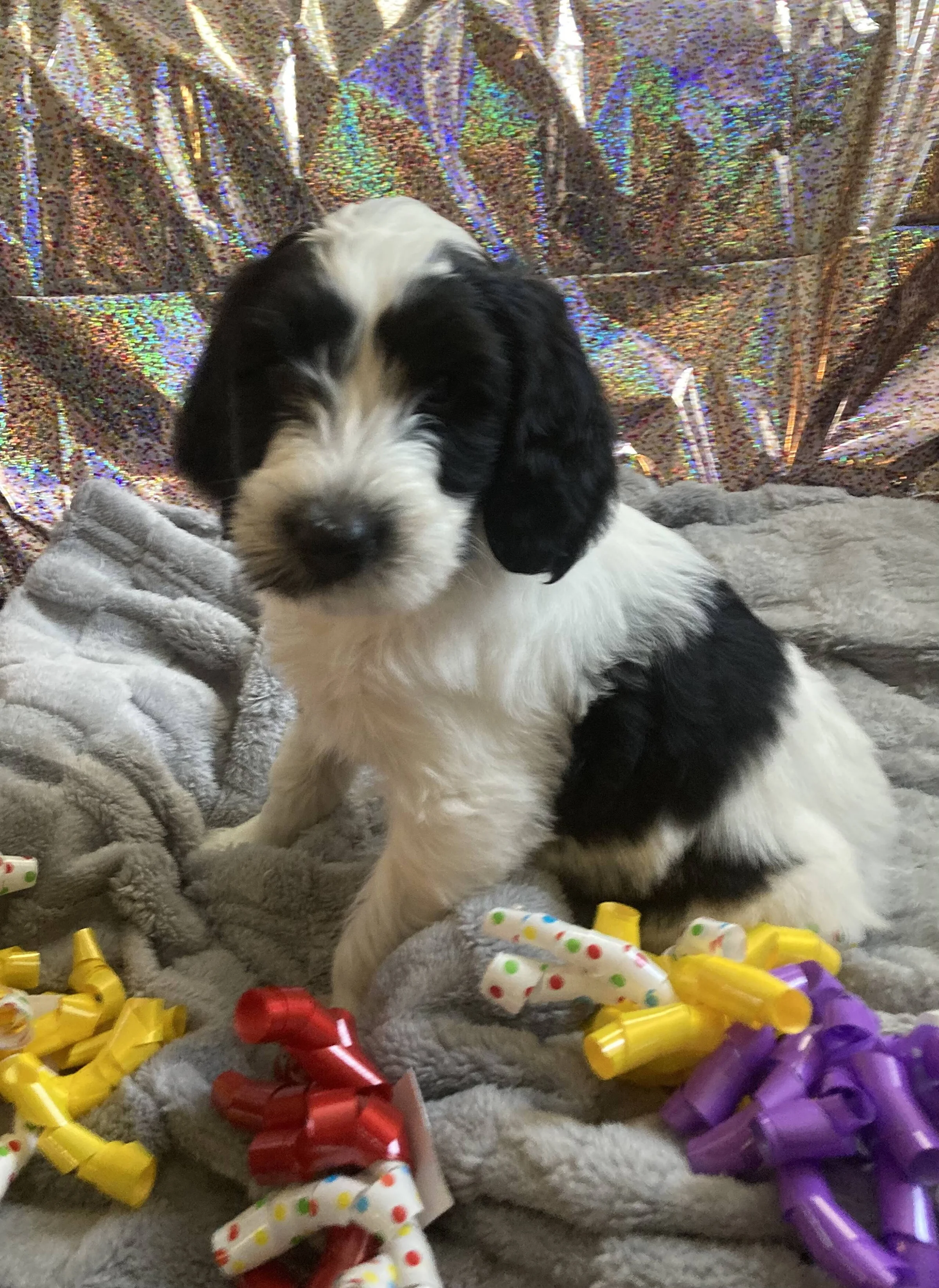 Ginger’s Doodles photograph