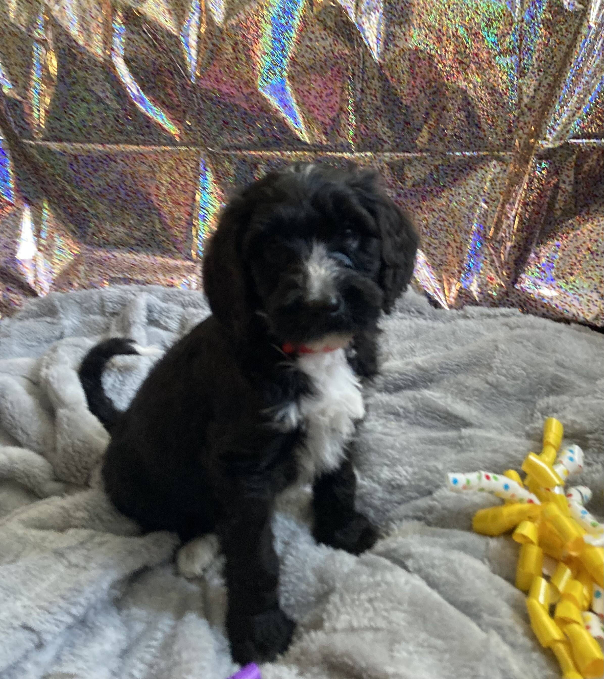 Ginger’s Doodles photograph