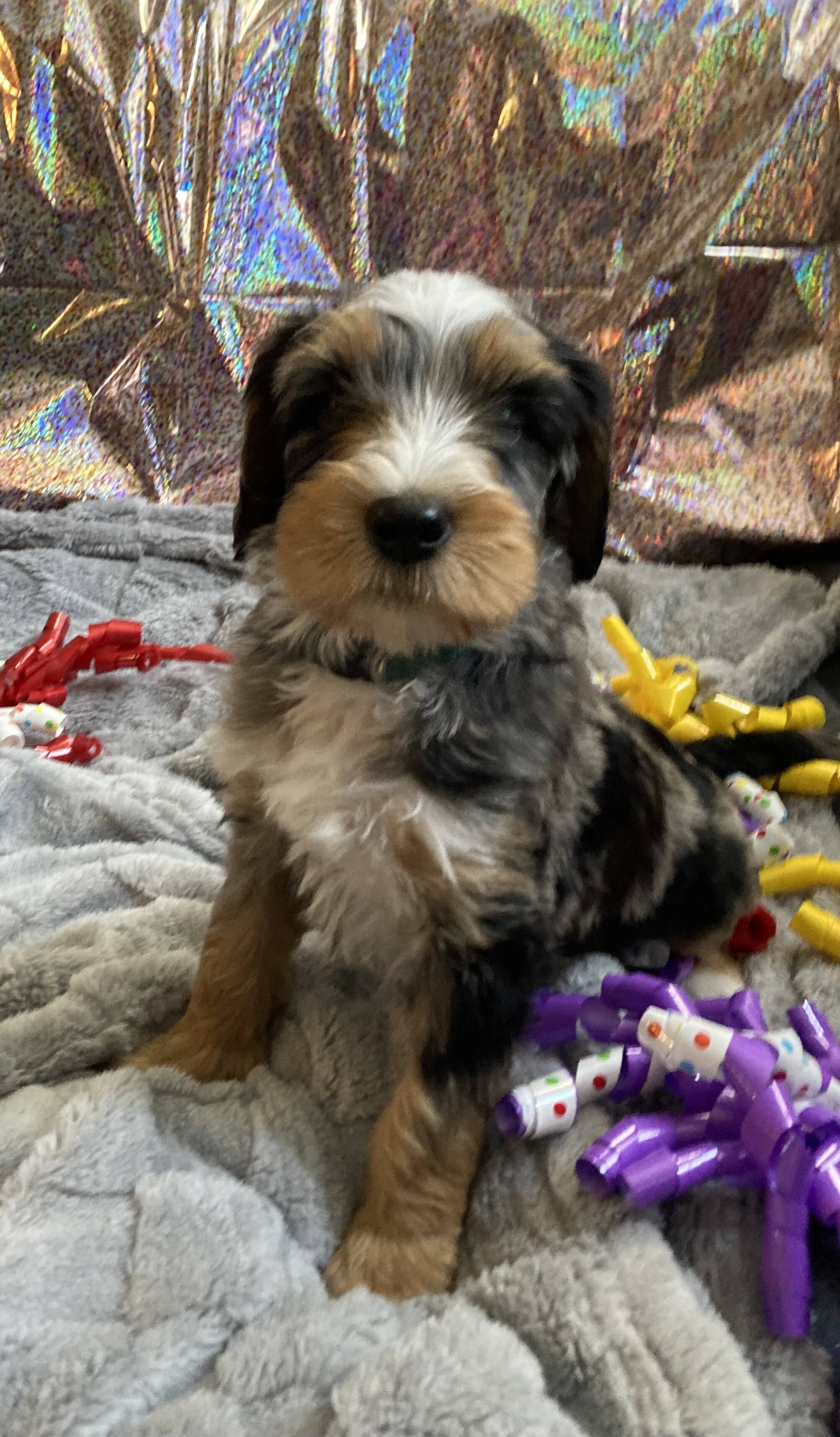 Ginger’s Doodles photograph