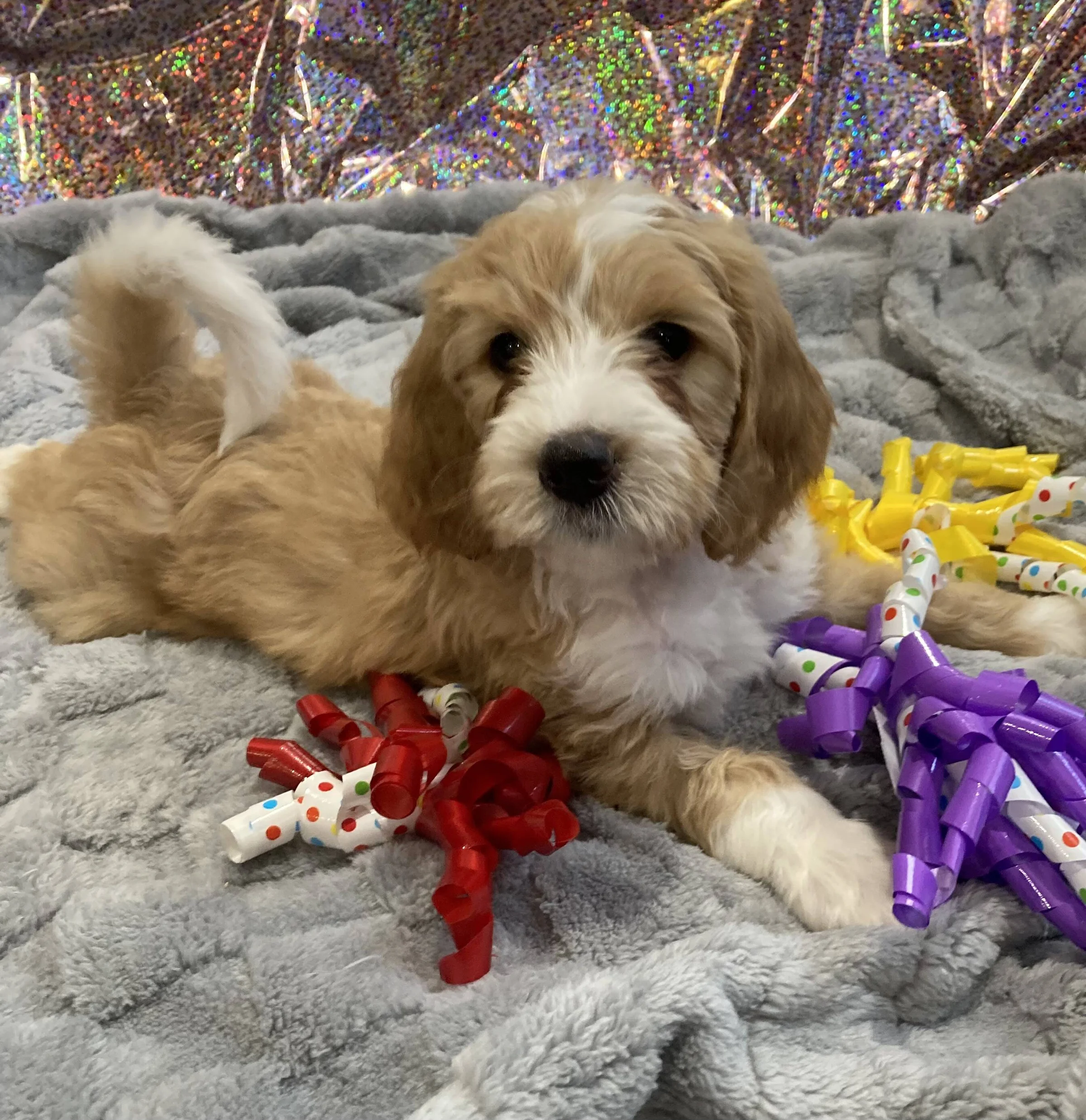 Ginger’s Doodles photograph