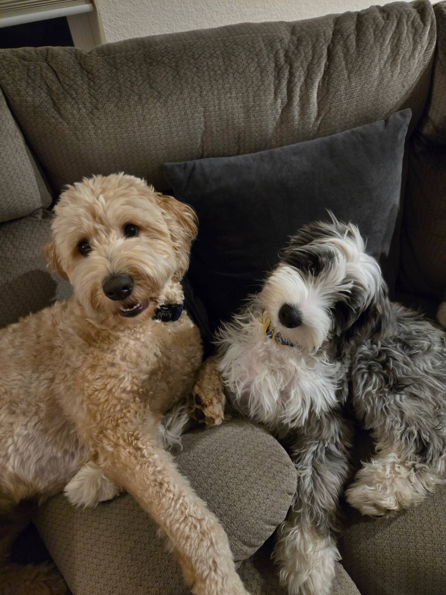 Ginger’s Doodles photograph