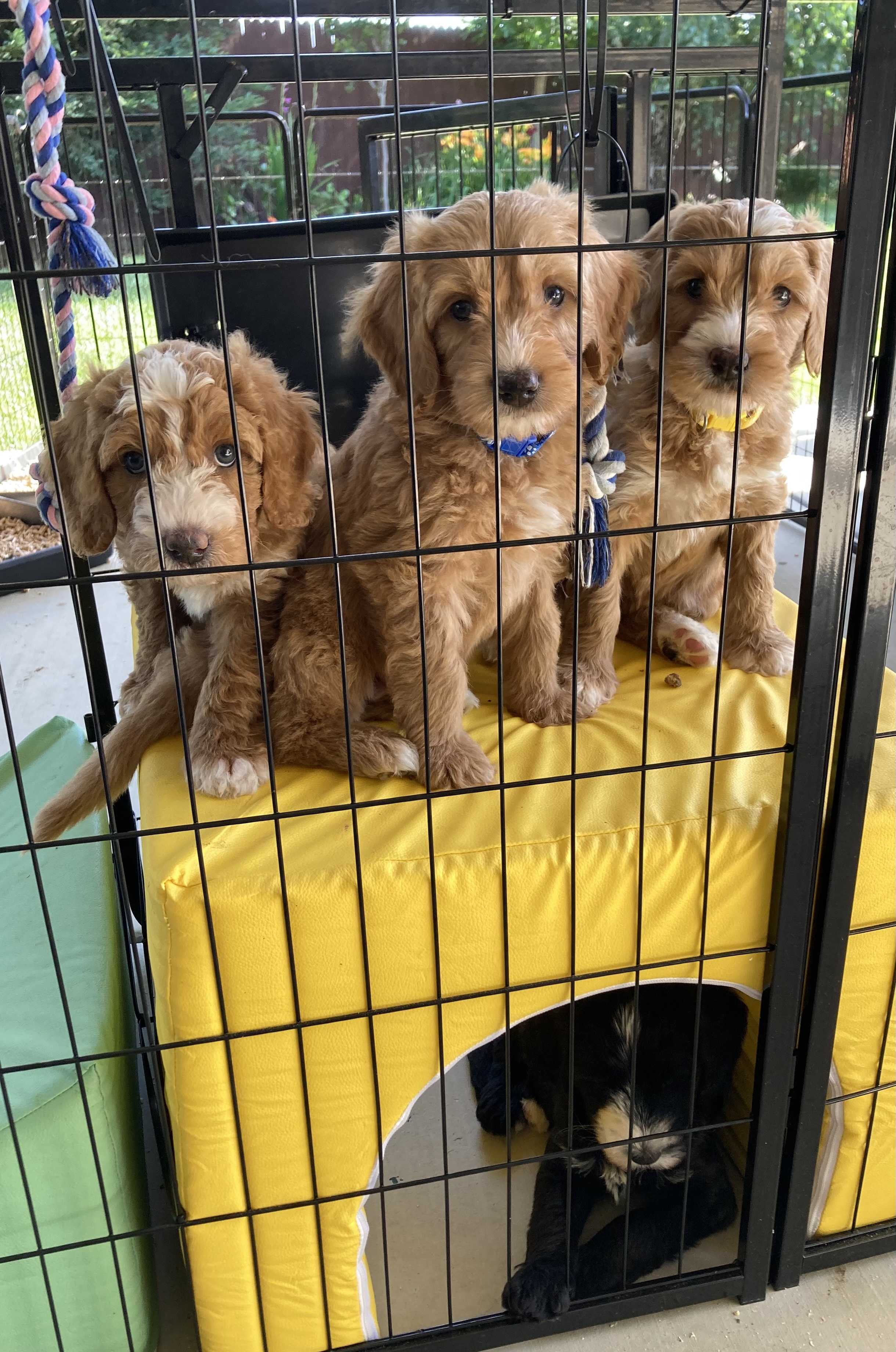 Ginger’s Doodles photograph