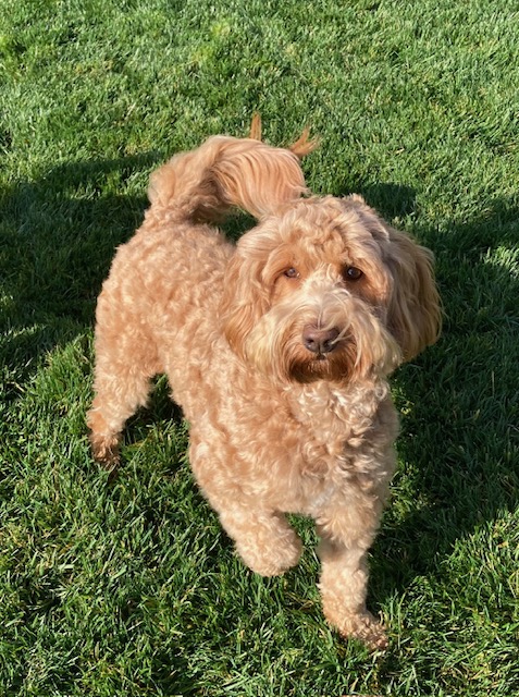 Ginger, our foundation Australian Labradoodle dam