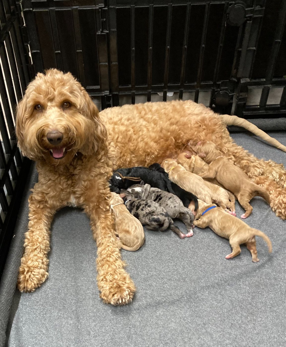 Ginger with her newborn litter