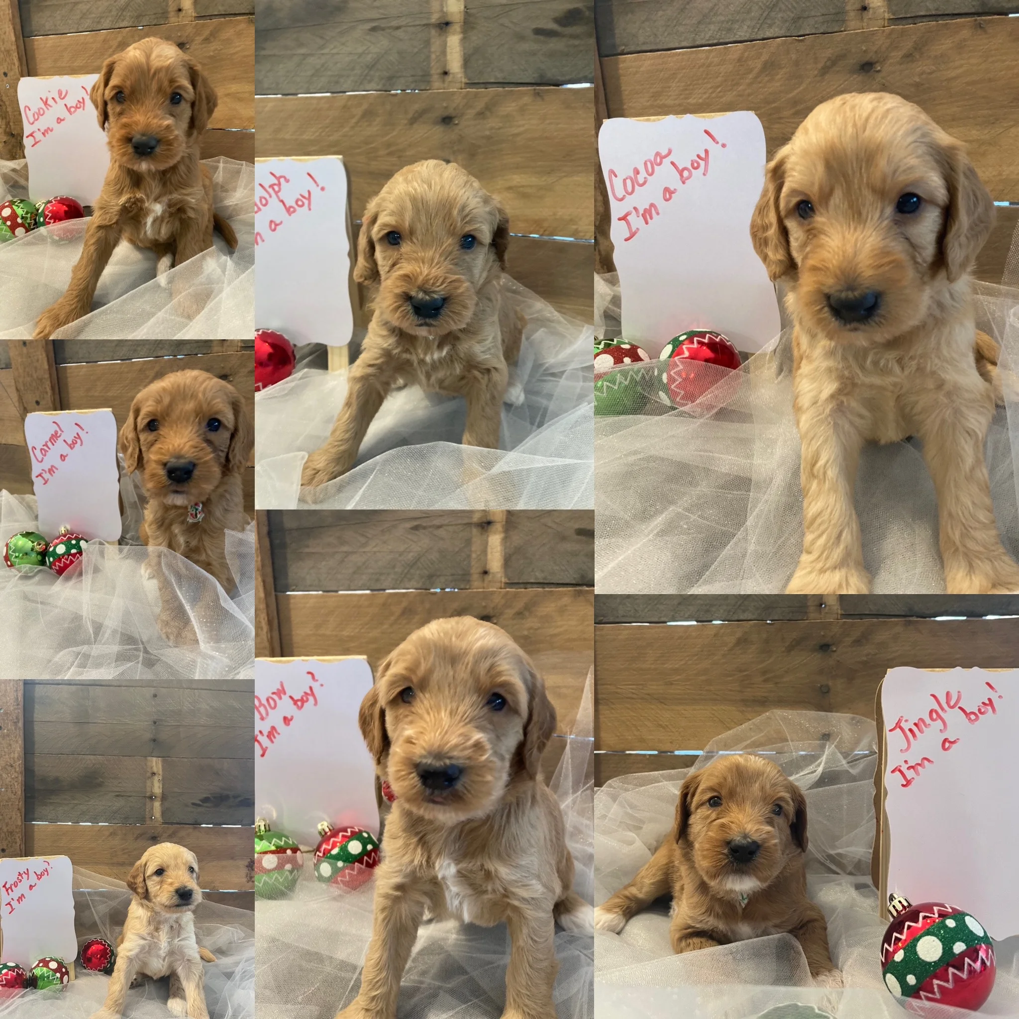 Litter photo