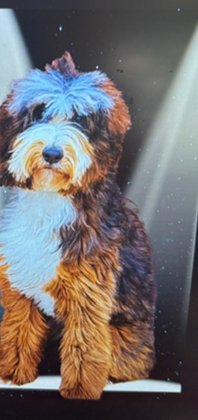 KodaChrome, mini multigen Bernedoodle sire