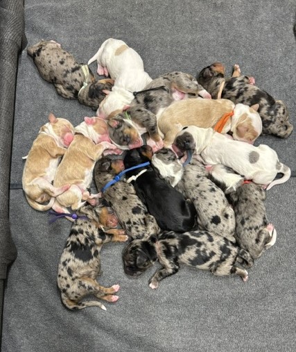Newborn multi-gen Australian Bernedoodle puppies from Sugar and Sonic