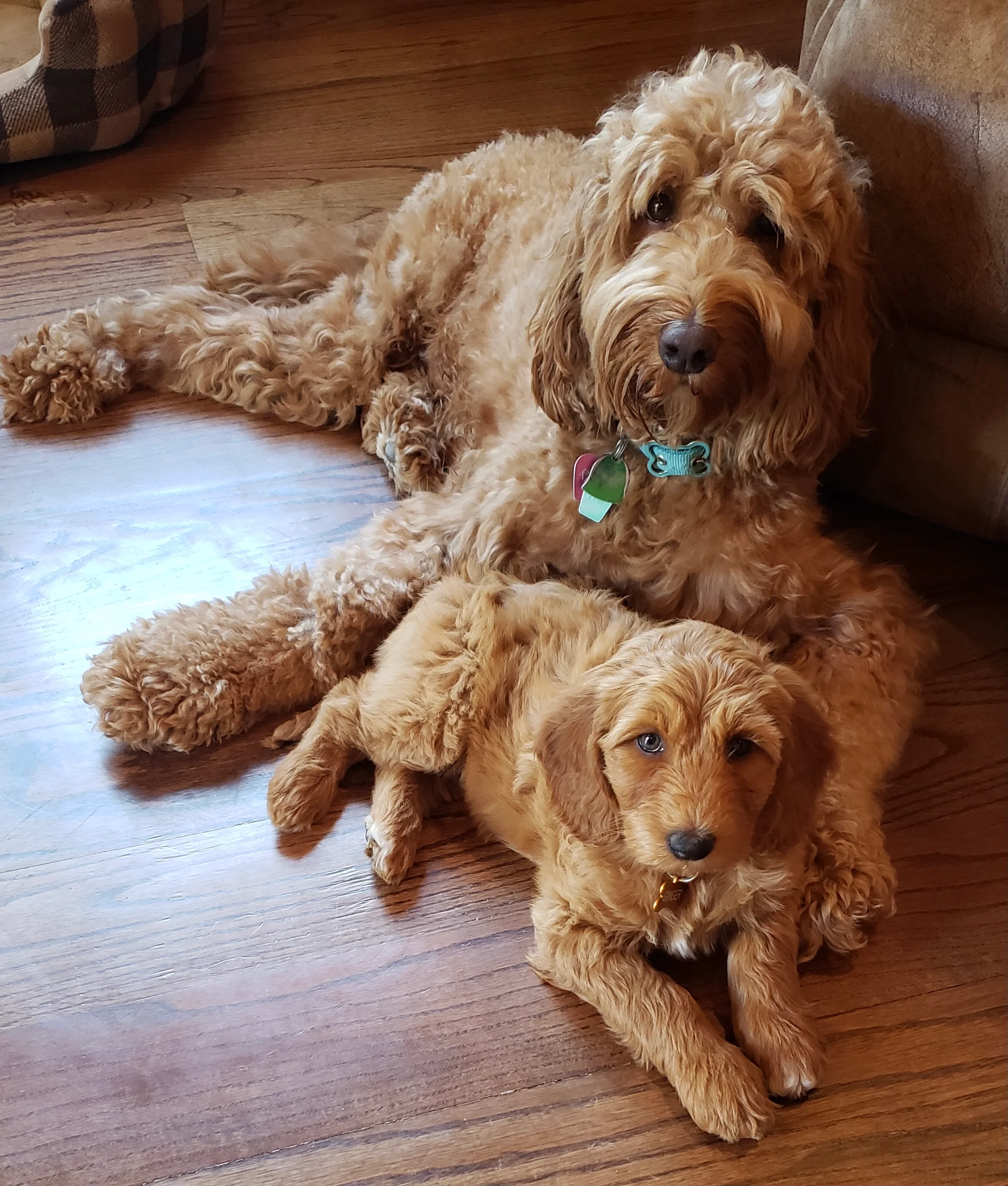 Photo of Ginger