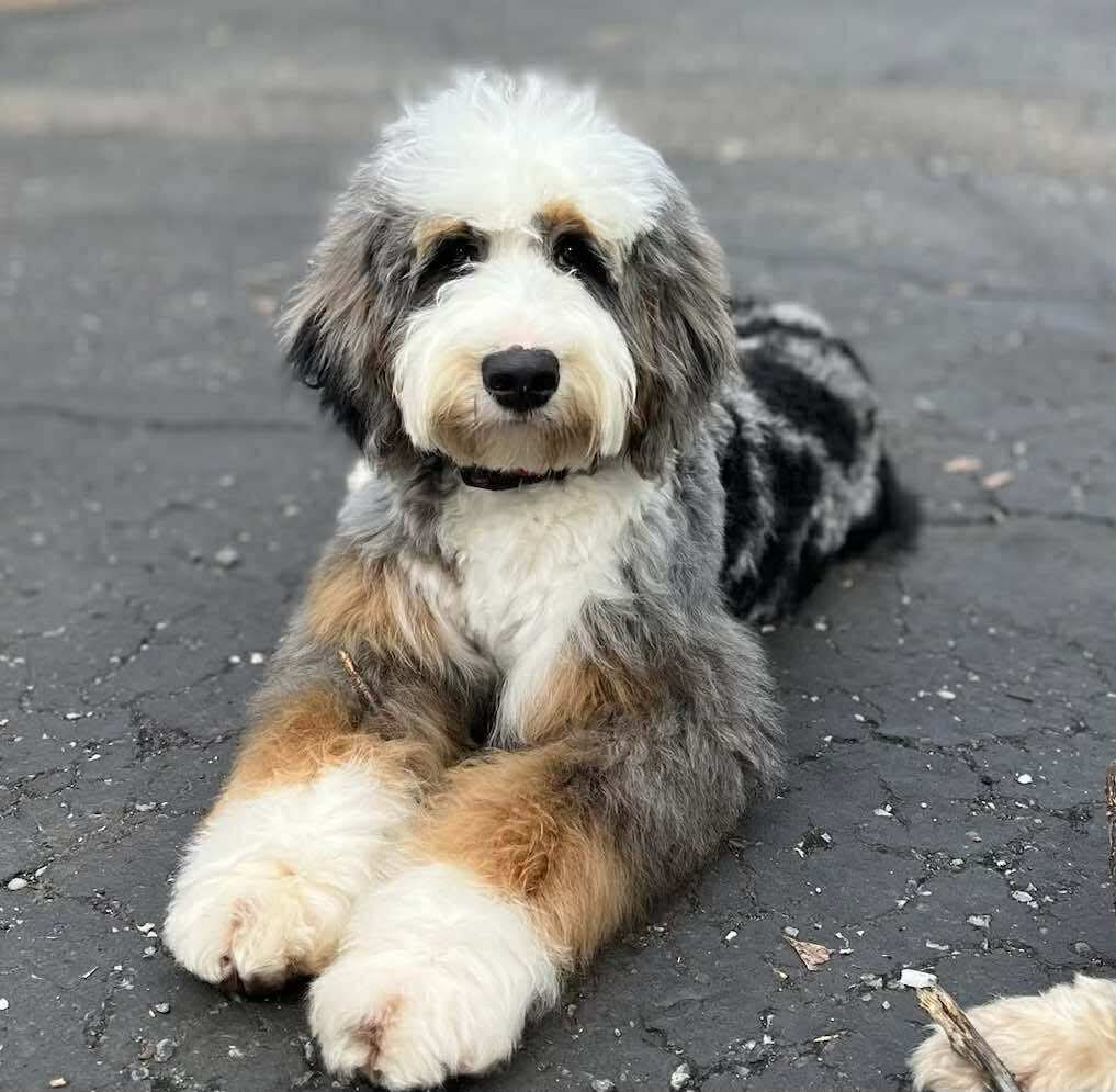 Sonic, our mini multigen Bernedoodle sire