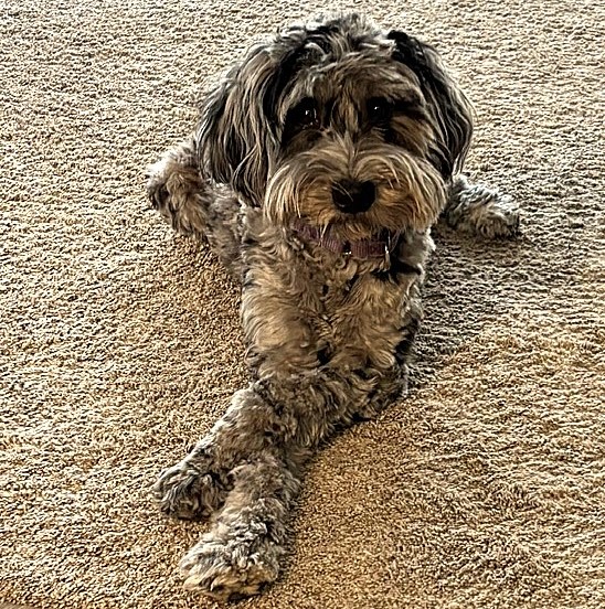 Stormy, our up-and-coming Australian Bernedoodle girl