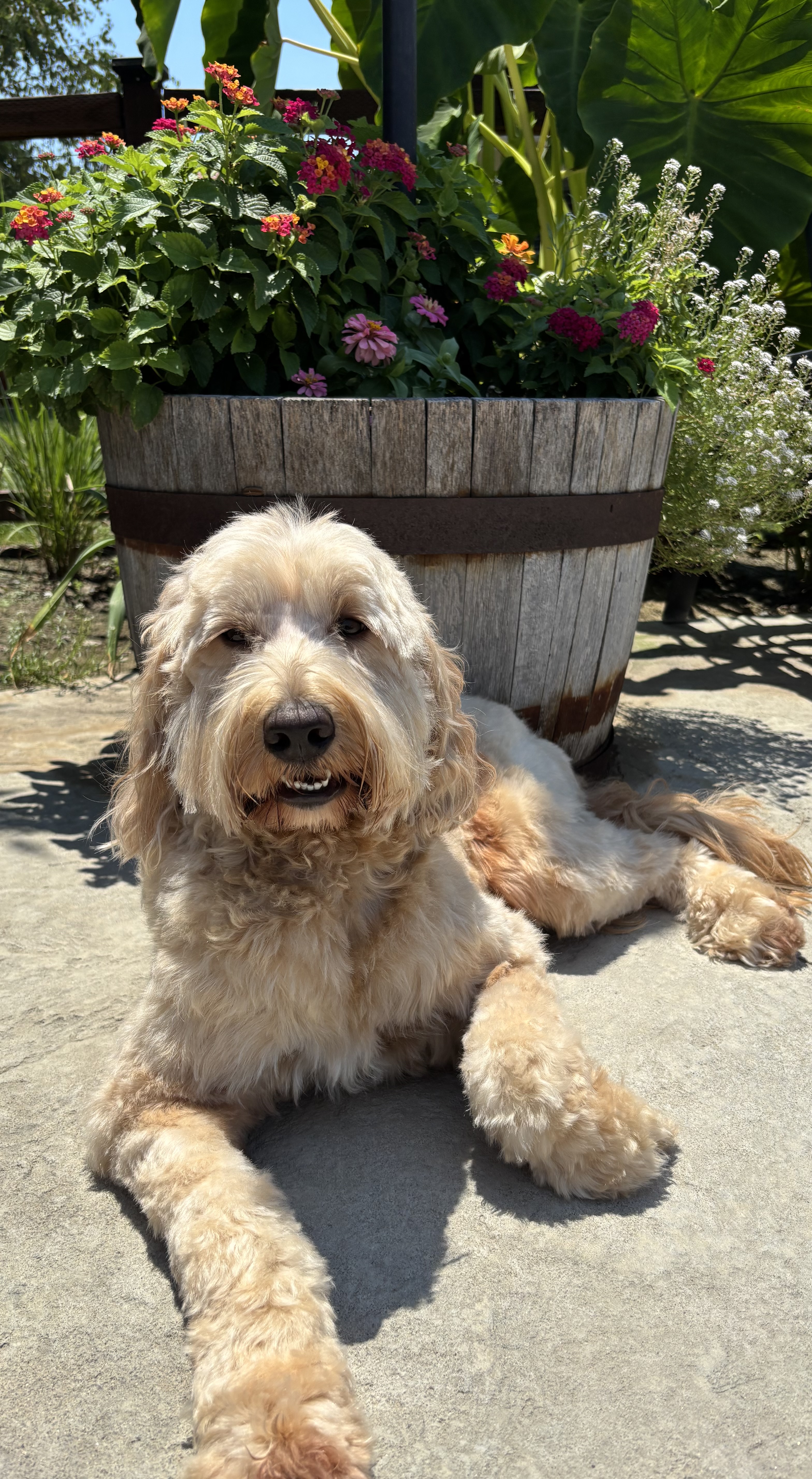 Sugar, our medium Australian Labradoodle dam